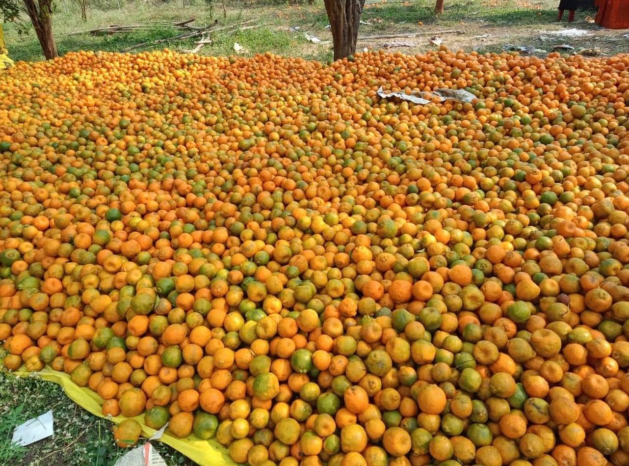 Large outdoor lot of harvested oranges on a tarp