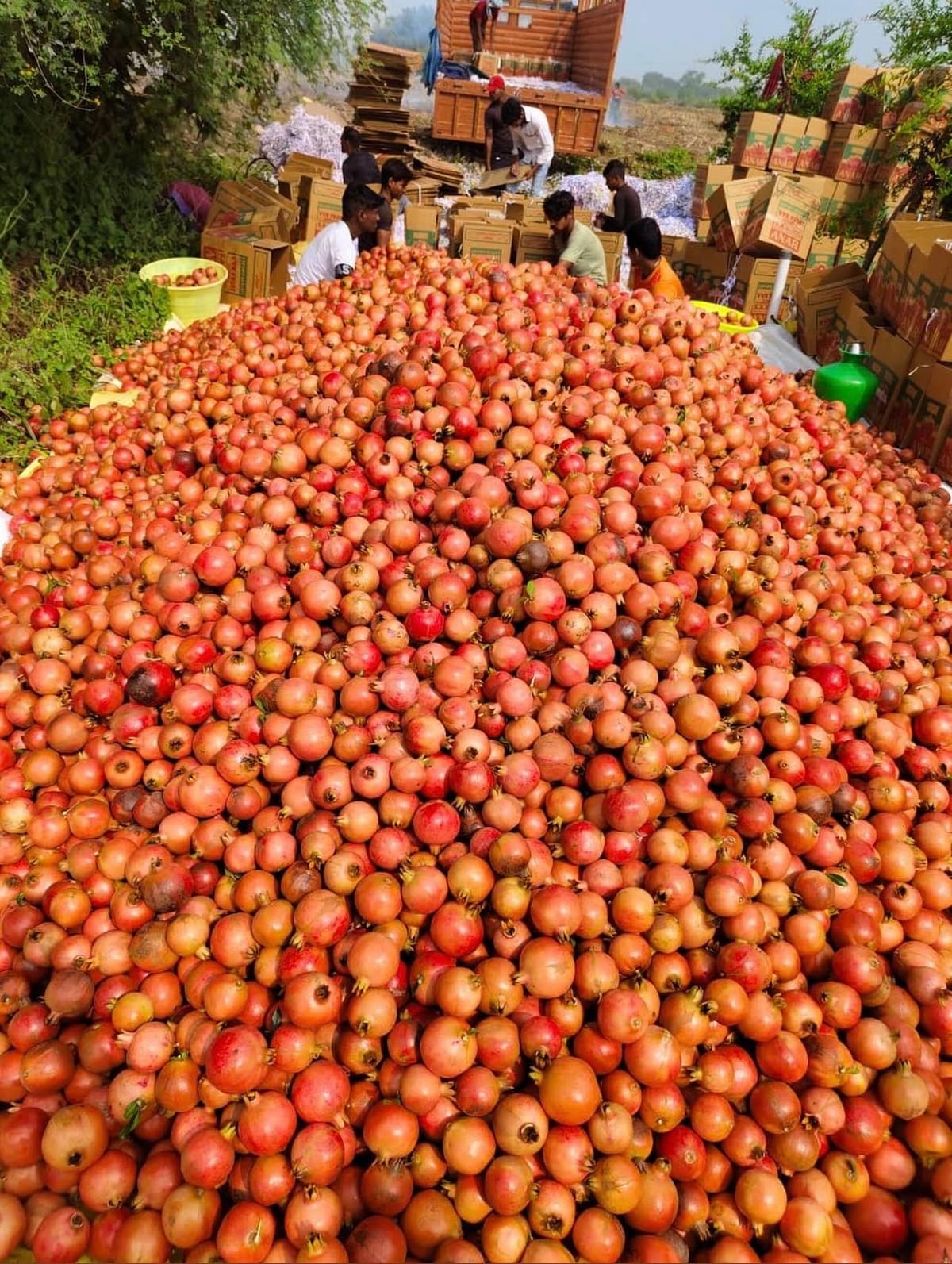Large outdoor lot of harvested pomegranates being packed